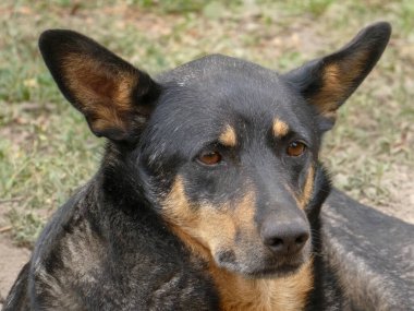 Sivri kulaklı güzel bir köpek dikkatle bakar.