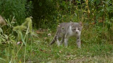 Güzel, gri ve beyaz bir kedi yeşil bir bahçede huzurlu bir günün tadını çıkarıyor..