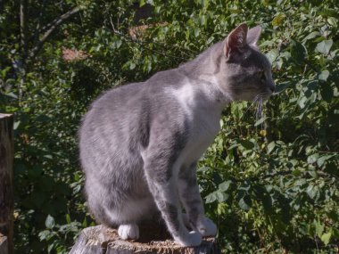 Ağaçta oturan kedi güneşte kütük gibi.