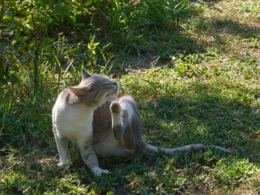 Kedi arka pençesiyle kafasını kaşıyordu.