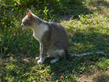 Kedi sabırla çimenlerde oturuyor, yana bakıyor.