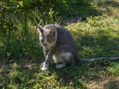 Kedi çimenlerde oturmuş, bir şey izliyor.