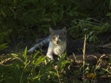Yeşil bahçe yaprakları arasında uyanık bir kedi dinleniyor.