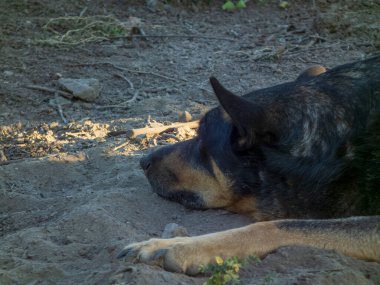Barışçıl siyah ve esmer bir köpek dışarıda kestiriyor..
