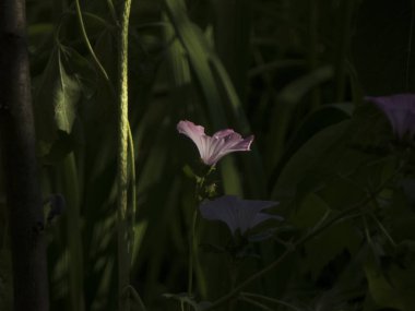 Bir ışık demetinde pembe çiçek.