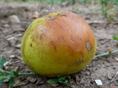 Çürümüş bir elma yerde yatıyor..