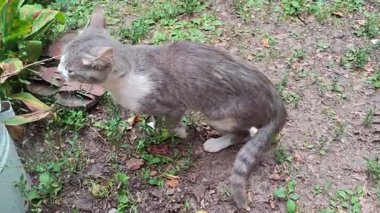 Bahçedeki şirin gri ve beyaz tekir kedi