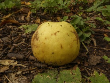 Orman zemininde tek bir sarı elma.