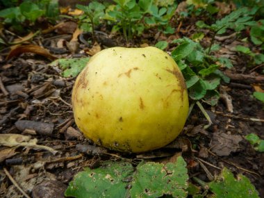 Orman zemininde tek bir sarı elma.