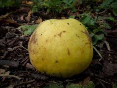 Orman zemininde tek bir sarı elma.