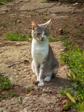 Evcil bir kedi pis bir patikada oturuyor..