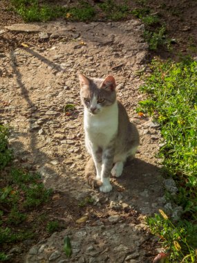 Evcil bir kedi pis bir patikada oturuyor..