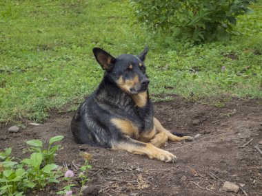 Dost canlısı bir köpek küçük bir delikte yatıyor.