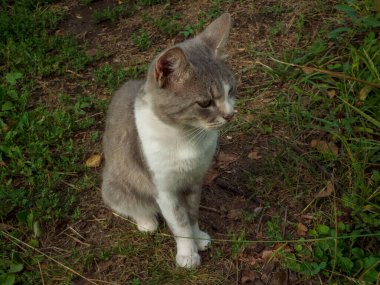 Evcil bir kedi pis bir patikada oturuyor..