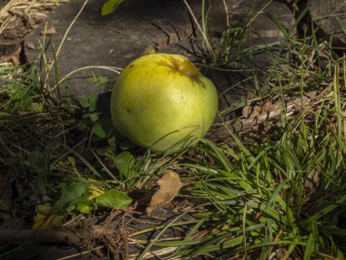 Tek bir yeşil elma çimlerin üzerine düştü..