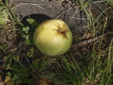 Yıpranmış bir kütüğün üzerinde yalnız bir elma yatıyor.