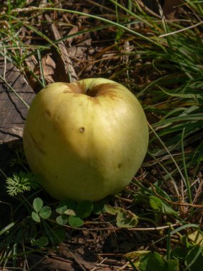 Yerde tek bir yeşil elma dinleniyor..