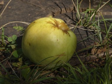Çimen ve yoncalarla çevrili yıpranmış bir ağaç gövdesinde dinlenen tek bir yeşil elma..