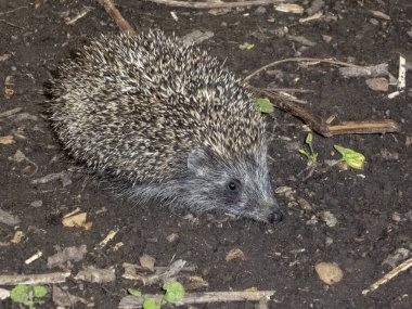 Yerde yiyecek arayan küçük bir kirpi..