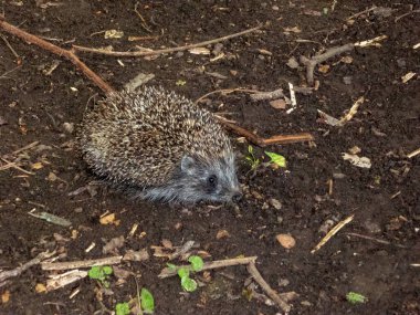 Küçük bir kirpi yerde yiyecek arıyor..