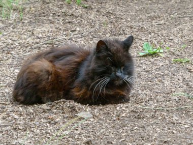 Uzun bıyıklı bir sokak kedisi yerde yatıyor..