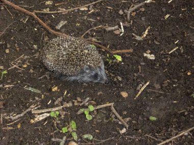 Küçük bir kirpi yerde yiyecek arıyor..