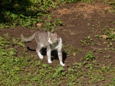 Güzel bir kedi çimlerin ve çamurların arasında yürüyor..