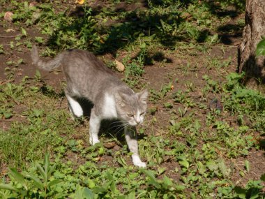 Güzel bir kedi çimlerin ve çamurların arasında yürüyor..