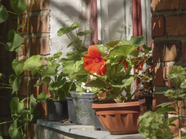 Saksı çiçekleri ve bitkiler kırsal bir pencere eşiğinde oturur..