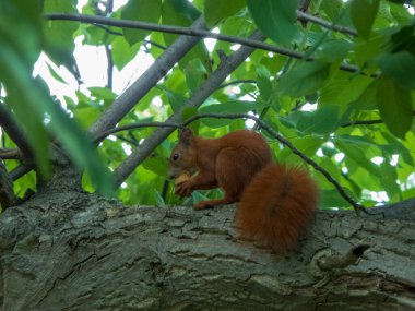 Kırmızı bir sincap dalda fındık yiyor..