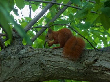 Kırmızı bir sincap dalda fındık yiyor..