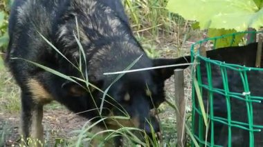 Çoban köpeğinin çimenleri koklayıp ararken çekilmiş yakın plan bir fotoğrafı.