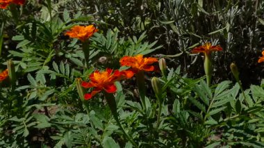 Arı Canlı Kırmızı ve Turuncu Marigold Akıyor