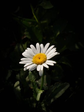 Tek bir beyaz papatya koyu bir arka plana karşı duruyor..