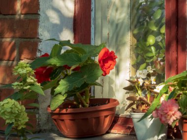 Ahşap pencere eşiğinde parlak kırmızı begonya.
