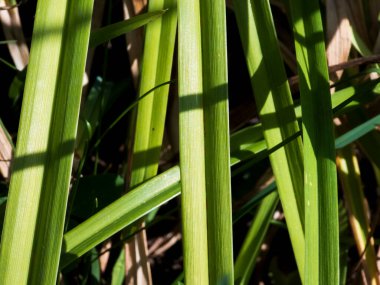 Güneş ışığında gölgeli yeşil çimenler.