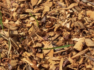 Ahşap parçaları ve yeşil otlardan oluşan dokulu bir arka plan.