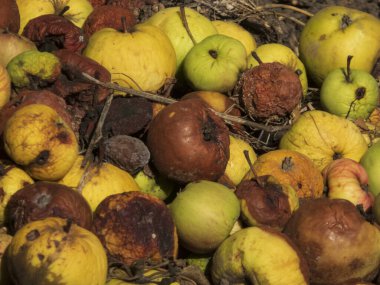 Eski, çürük elmaların tam kare görüntüsü.