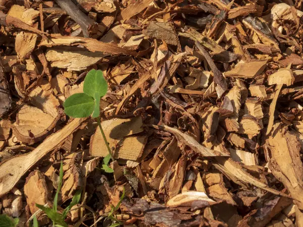 Çeşitli doğal odun parçaları ve kıymık yığınları..