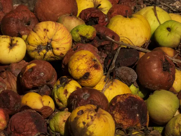 Çöpe atılmış çürük elmaların tam kare görüntüsü.