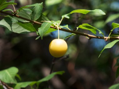 Dala asılı tek bir sarı erik.