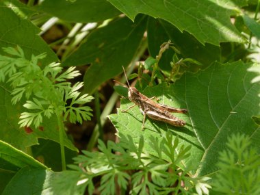 Küçük çekirge büyük yeşil bir yaprağa tünemiş..