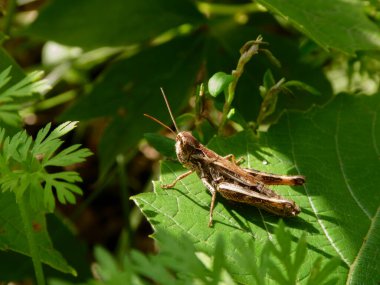 Küçük çekirge büyük yeşil bir yaprağa tünemiş..