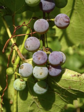 Asmadaki olgunlaşmamış üzümler.