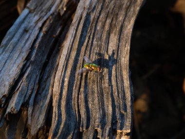 Yeşil bir şişe aşınmış odunda uçuyor..