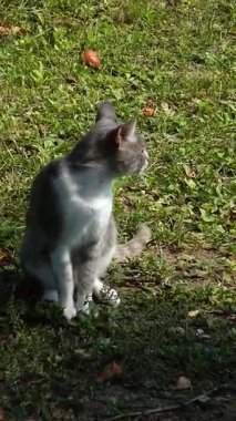 Güneşin altında huzur içinde oturan sevimli gri ve beyaz bir kedi.