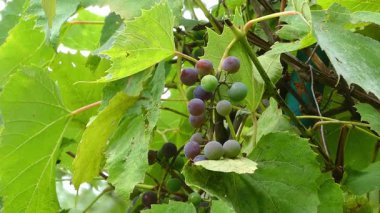 Sarmaşıkta olgunlaşmış yeşil ve mor üzümler.