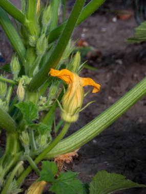 Canlı sarı-turuncu kabak çiçeği bir bahçede çiçek açıyor..