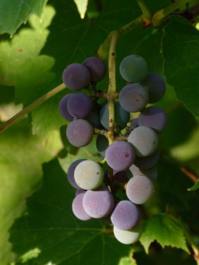 Sarmaşıkta olgunlaşmış üzüm kümesi.