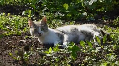 Gri beyaz bir kedi, kürkünü güneşte tımar ediyor.